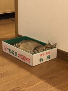 みやこちゃん