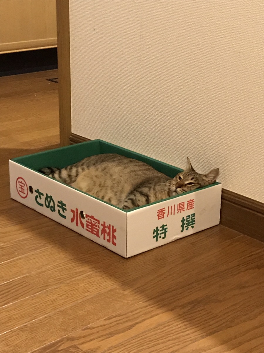 雑種のみやこちゃん