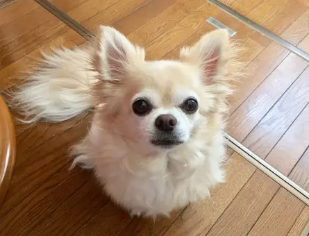 チワワが可愛い理由と特徴やしつけの方法について ペットdeペット チワワが可愛い理由と特徴やしつけの方法について ペットdeペット