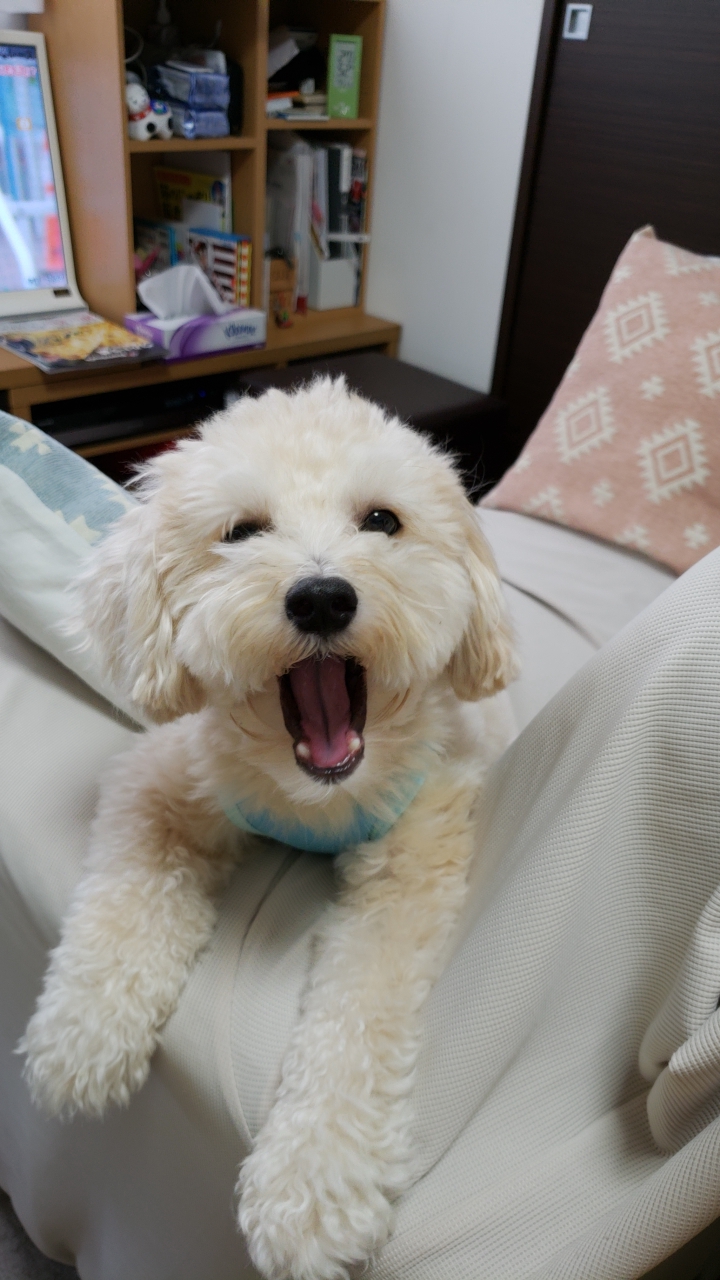 キャバリア・キング・チャールズ・スパニエルとトイ・プードルのMIX犬のまるくん