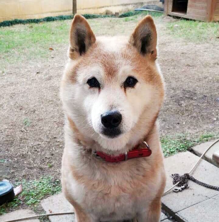 柴犬のりゅうたろうくん