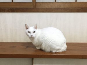 ジュニアちゃん