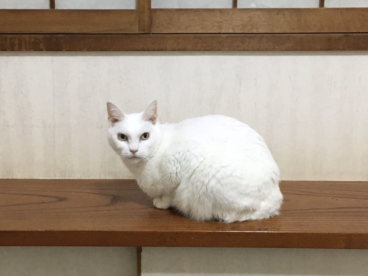 雑種のジュニアちゃん