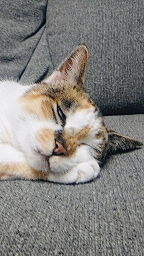 雑種のポンちゃん
