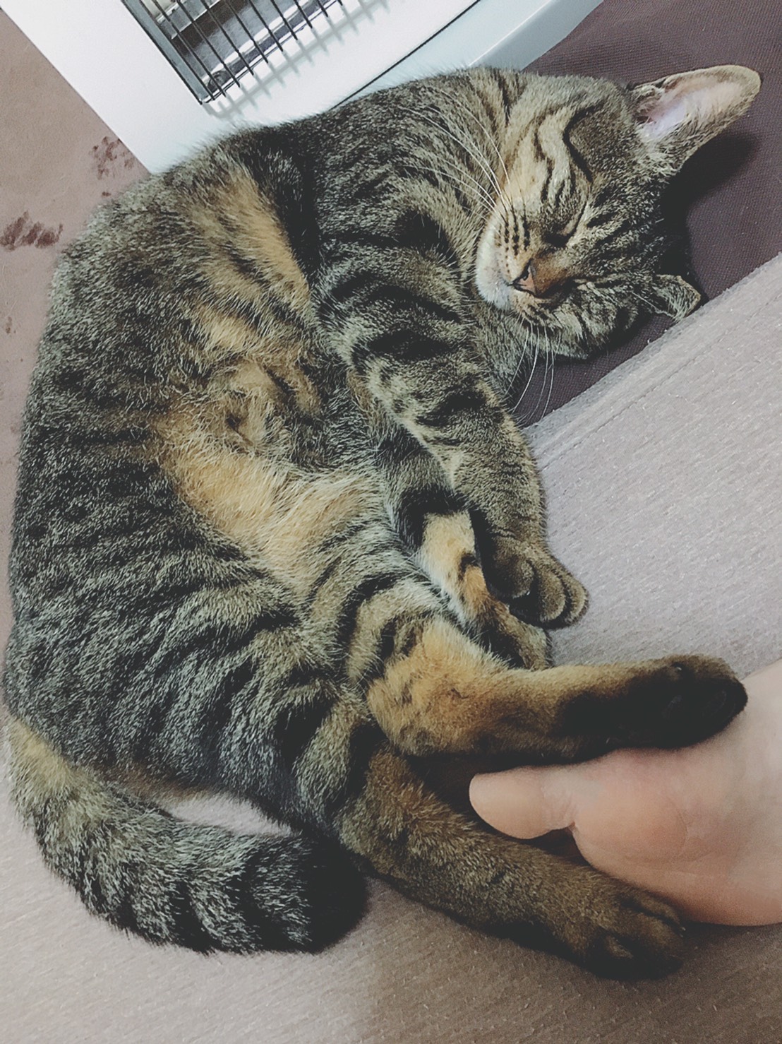 雑種のラヴちゃん