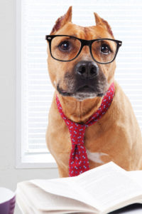 ビジネス犬