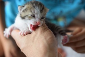 赤ちゃんネコ
