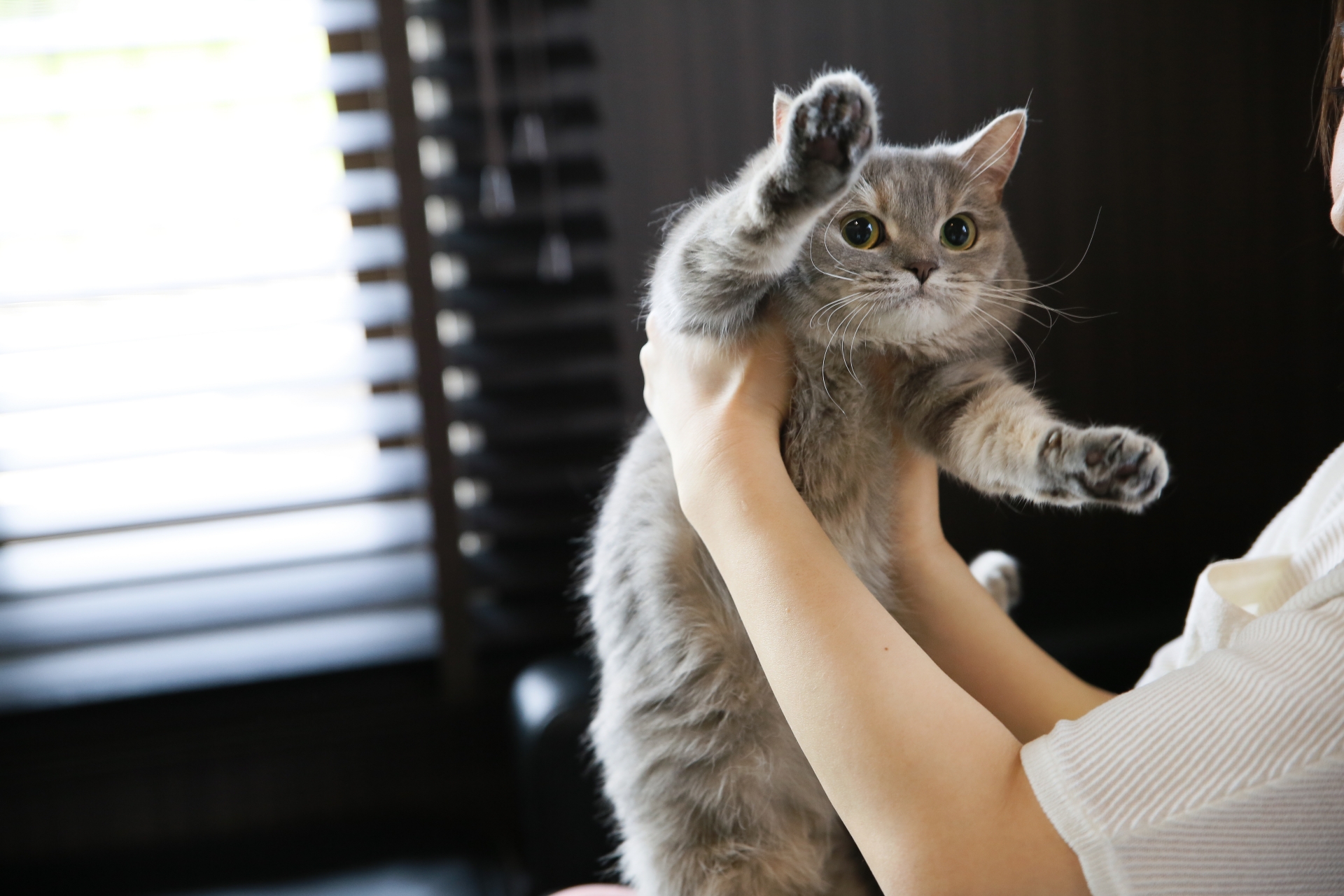 猫を家に迎えよう！飼う前の最終チェックと、迎えるための準備をご紹介。