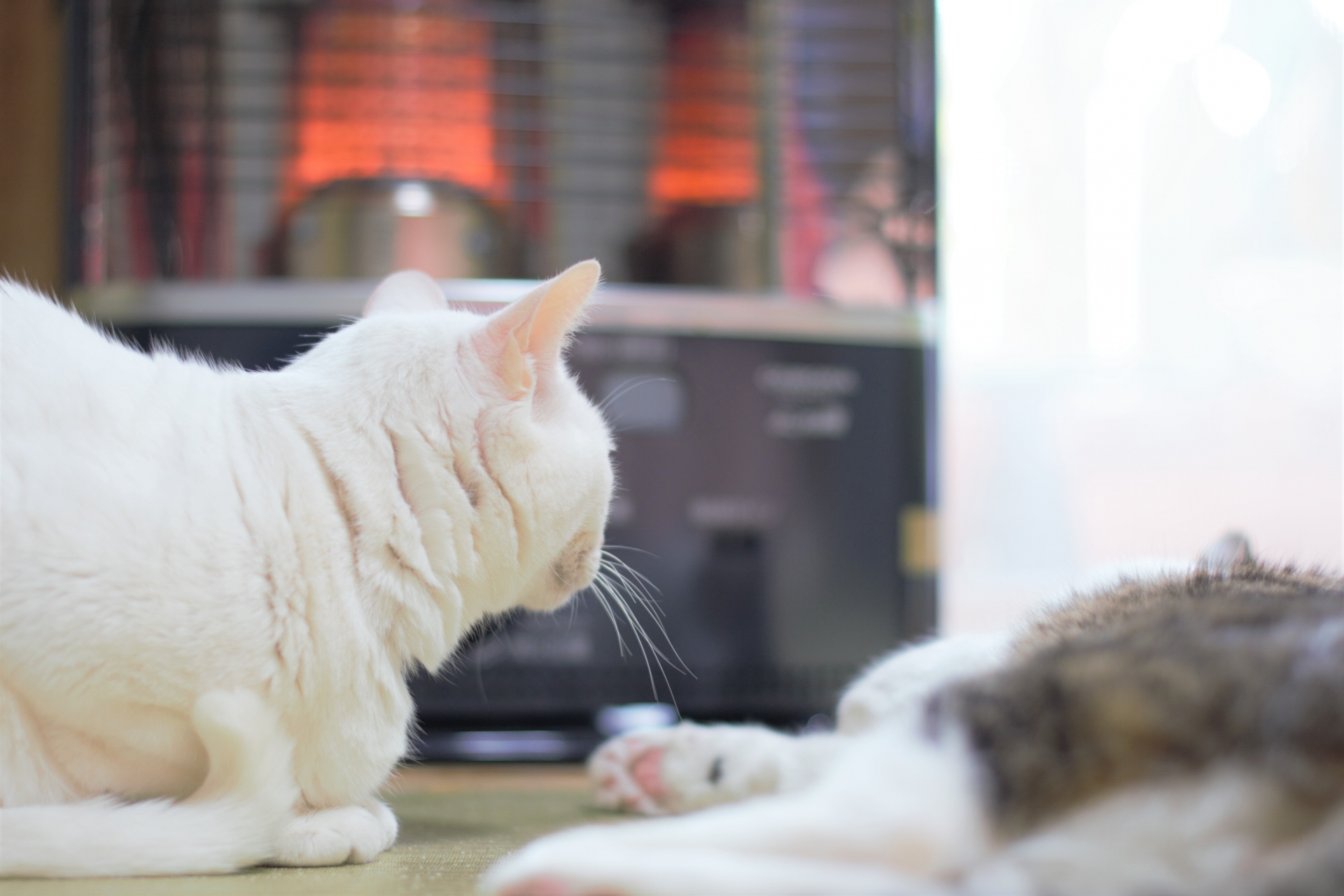 猫がいる寒い時期の暖房はどうする？お留守番のときの注意点とは。