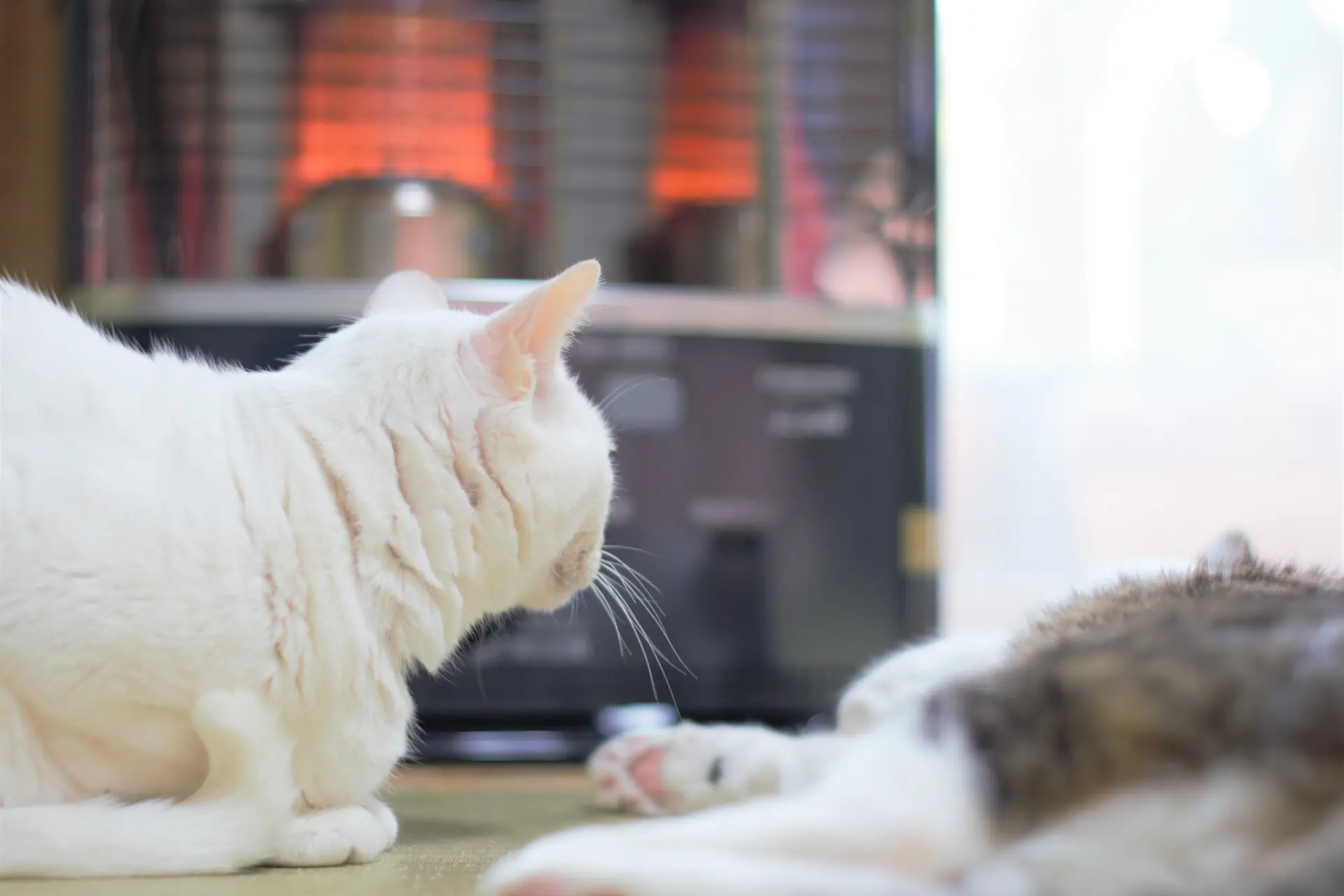 ネコ 寒い時期の暖房について ペットdeペット