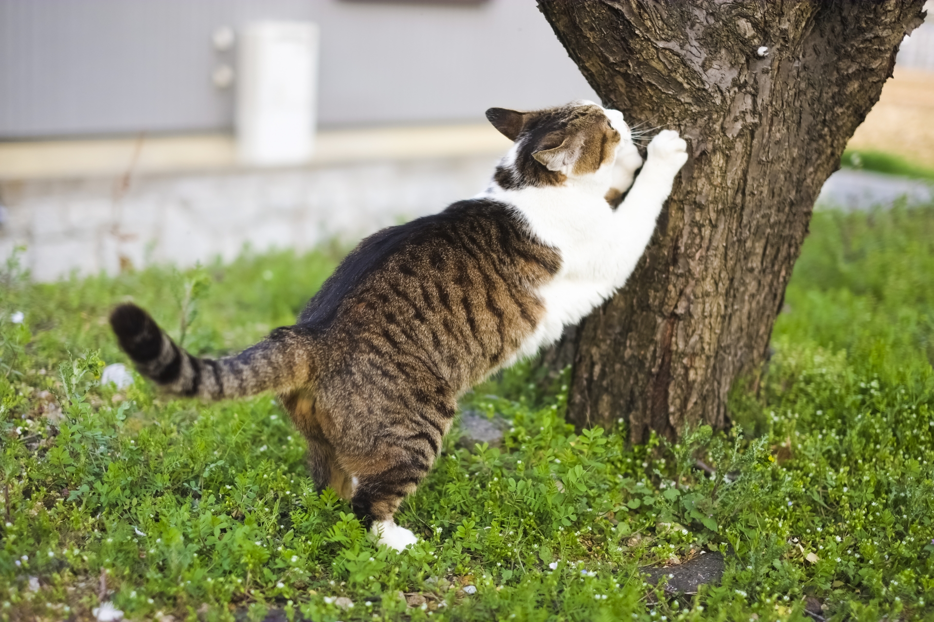 猫の爪とぎに悩んでる飼い主はすみやかに行動すべし！爪とぎが大好きな理由もご紹介。