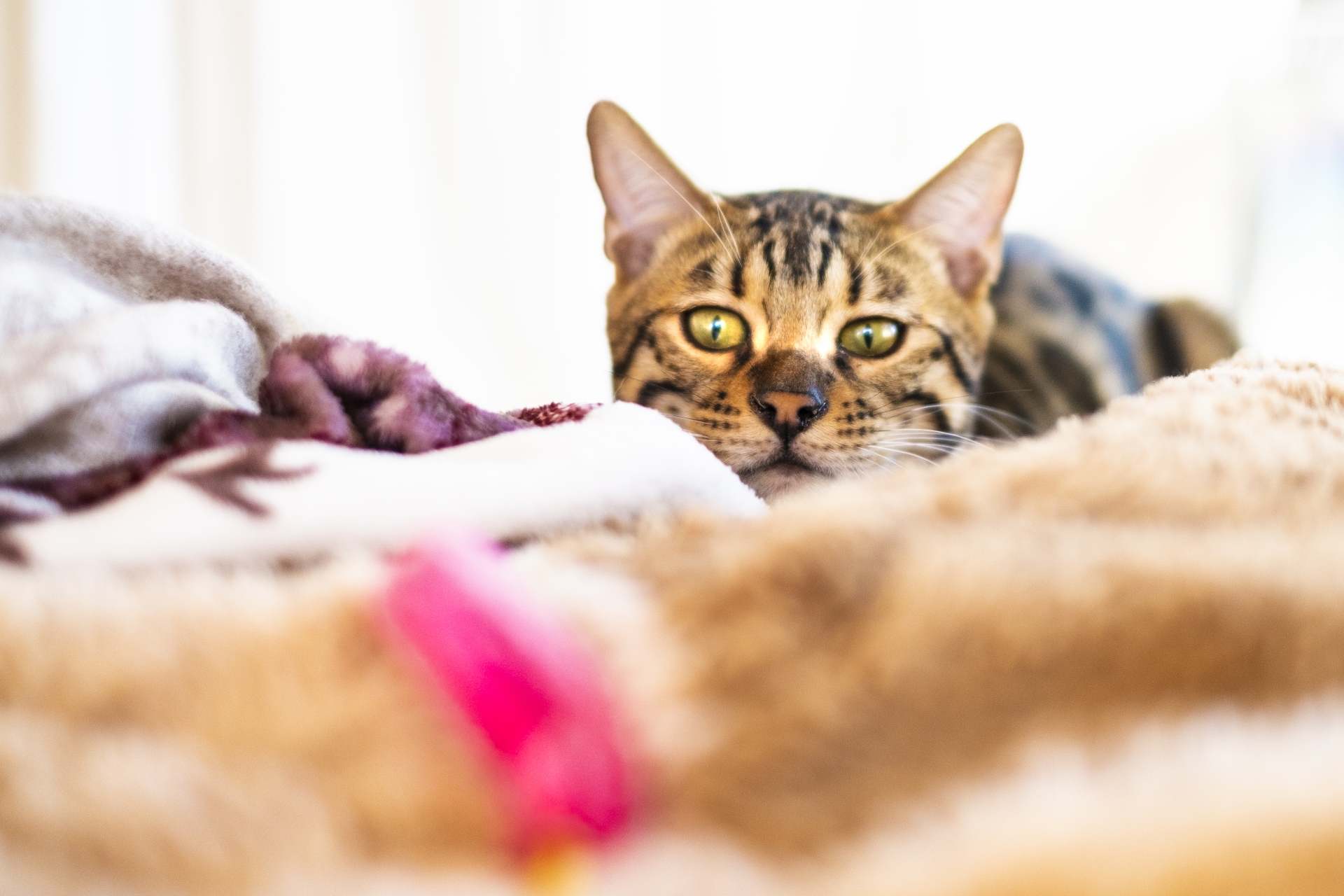 室内猫は「遊び」がとても重要！遊び方には注意点も？