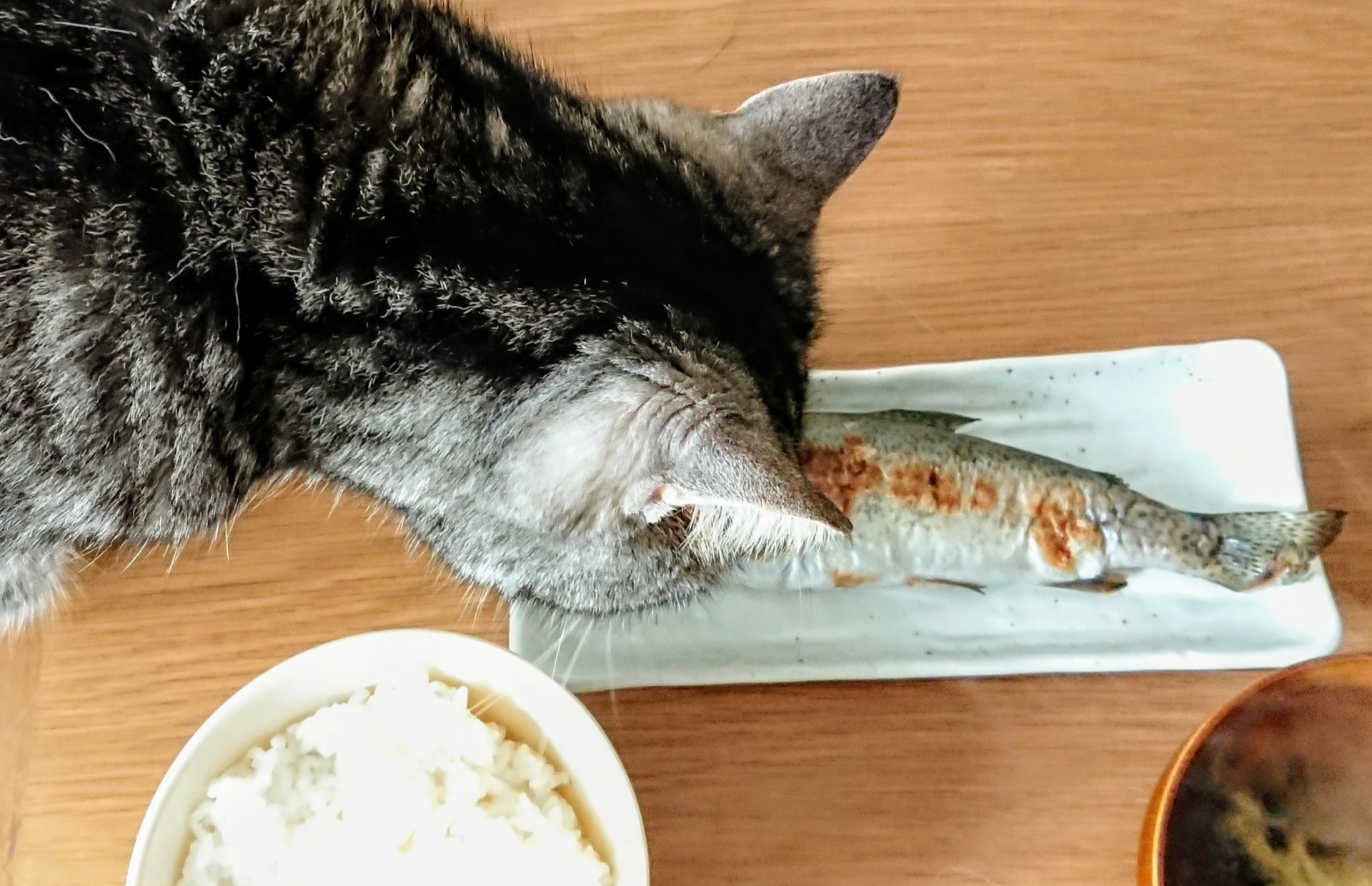人の食べ物を欲しがるネコ。あげてはいけない理由と対策をご紹介！