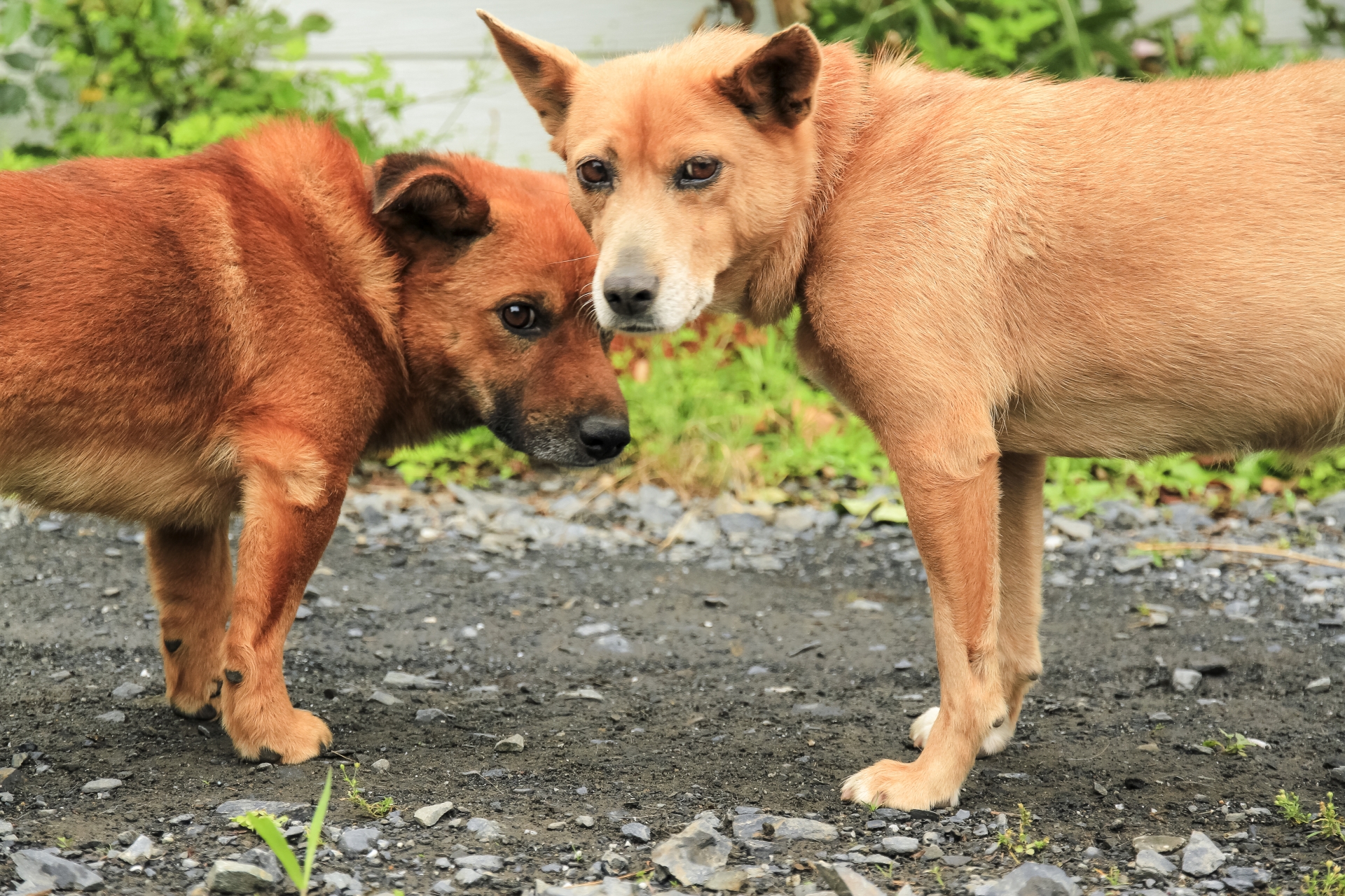 8畳2間に犬164匹。多頭飼育崩壊は他人事ではない。