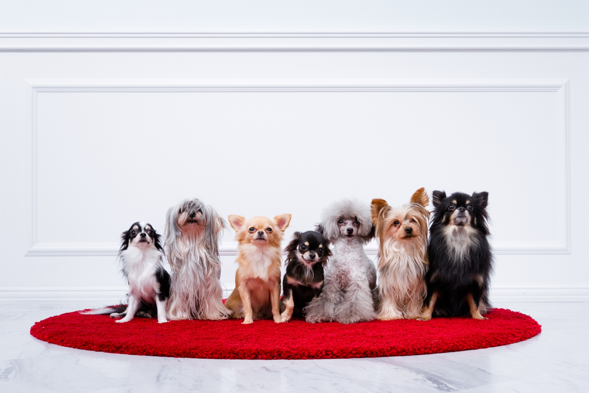 犬・猫の登録手続きって必要？マイクロチップの装着で安心な毎日を送ろう。
