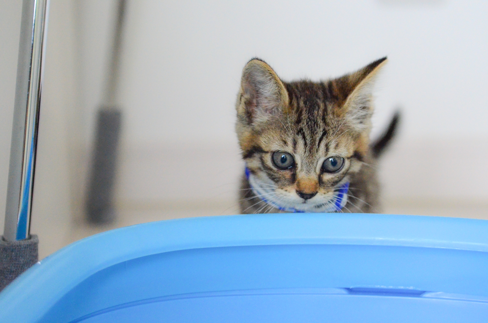 猫トイレはどれにする？おすすめの処理の仕方もご紹介！