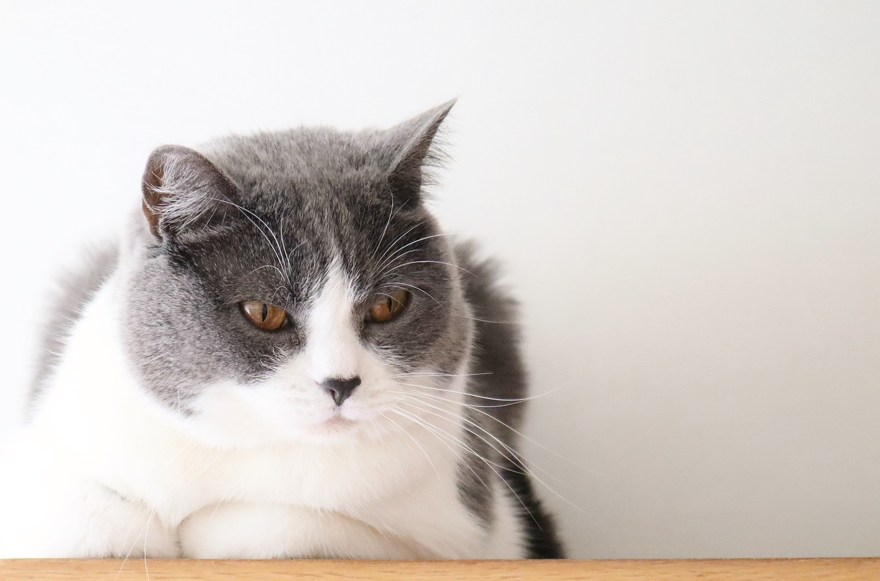 猫の寄生虫に気をつけよう！手遅れにならないために飼い主が出来ることとは？