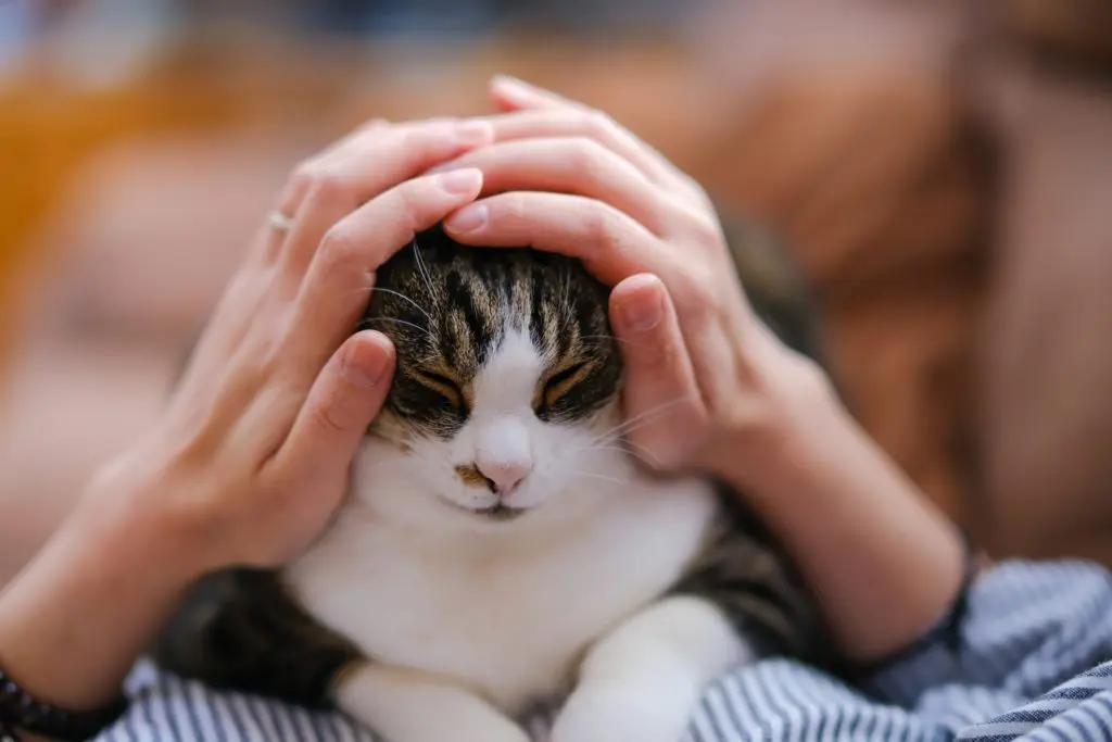 育猫ノイローゼとは 身近に悩んでいる人がいたら必ず助けよう 前編 ペットdeペット