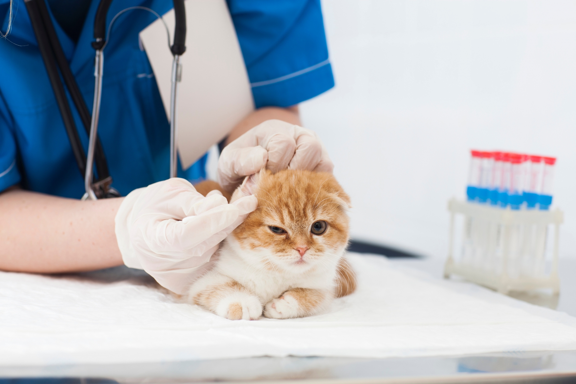ネコにも健康診断がある！定期的な健診で猫の不調にいち早く気付こう。