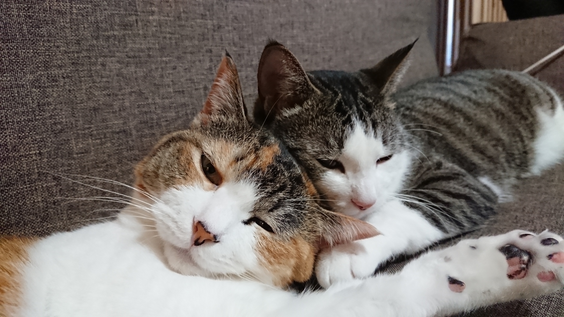 新入り猫 先住猫がいるなら慎重に ペットdeペット