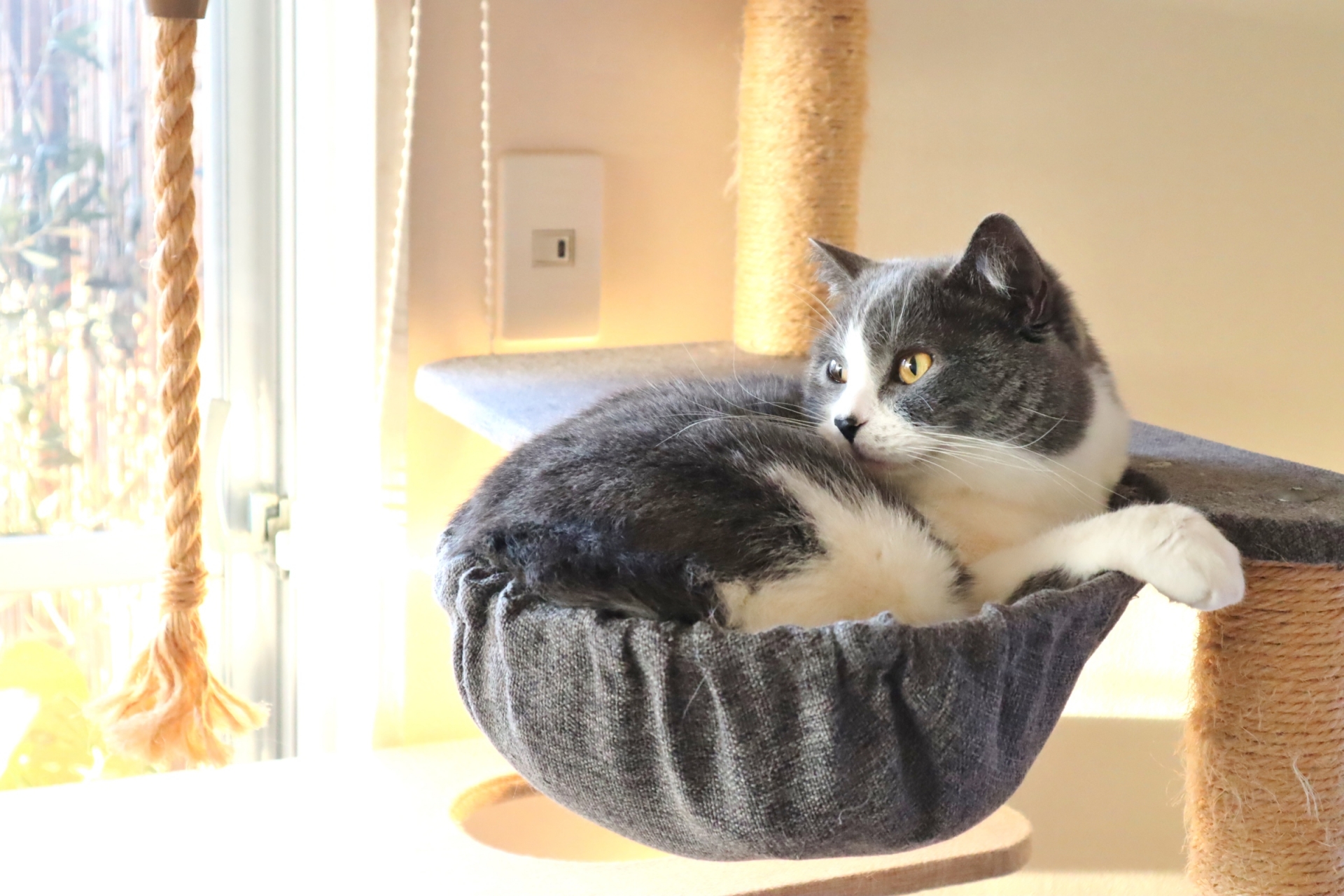 キャットタワーが室内猫に嬉しい理由とは？インテリアに合うものを選ぼう！