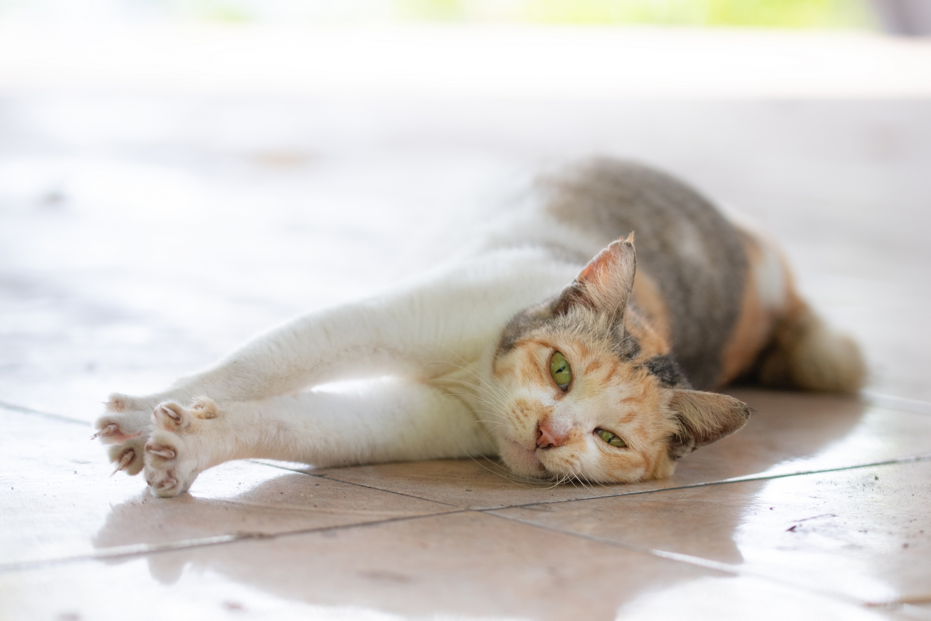 ネコにも健康診断がある！定期的な健診で猫の不調にいち早く気付こう 