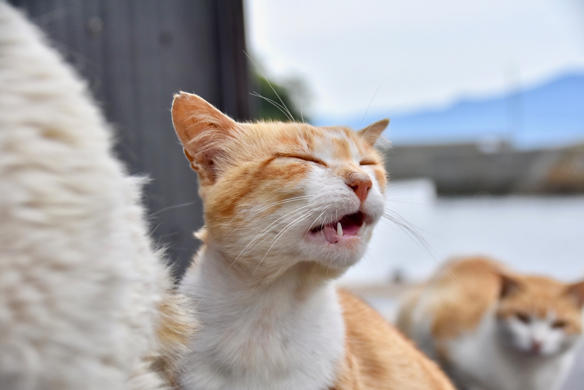 【愛猫ともっと仲良く！】においを嗅いだあとに変な顔をする理由