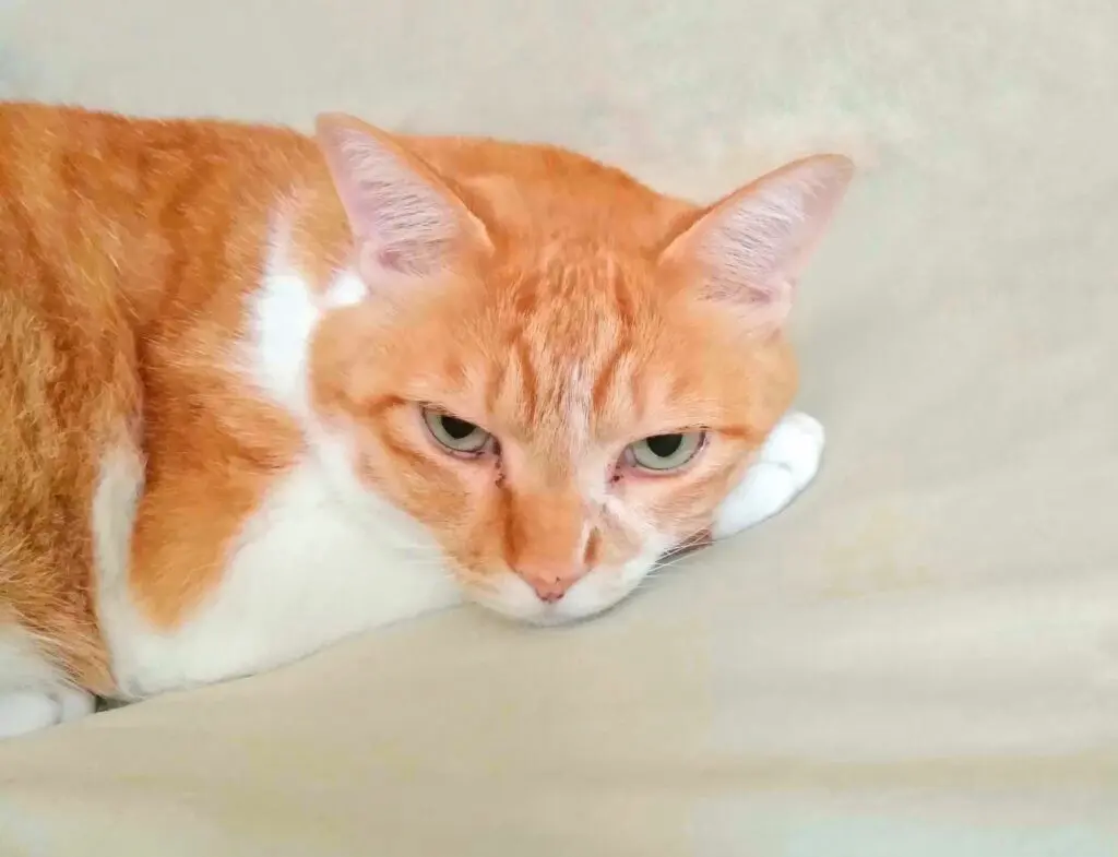 愛猫ともっと仲良く しっぽの動きで気持ちを共有しよう ペットdeペット 愛猫ともっと仲良く しっぽの動きで気持ちを共有しよう ペットdeペット