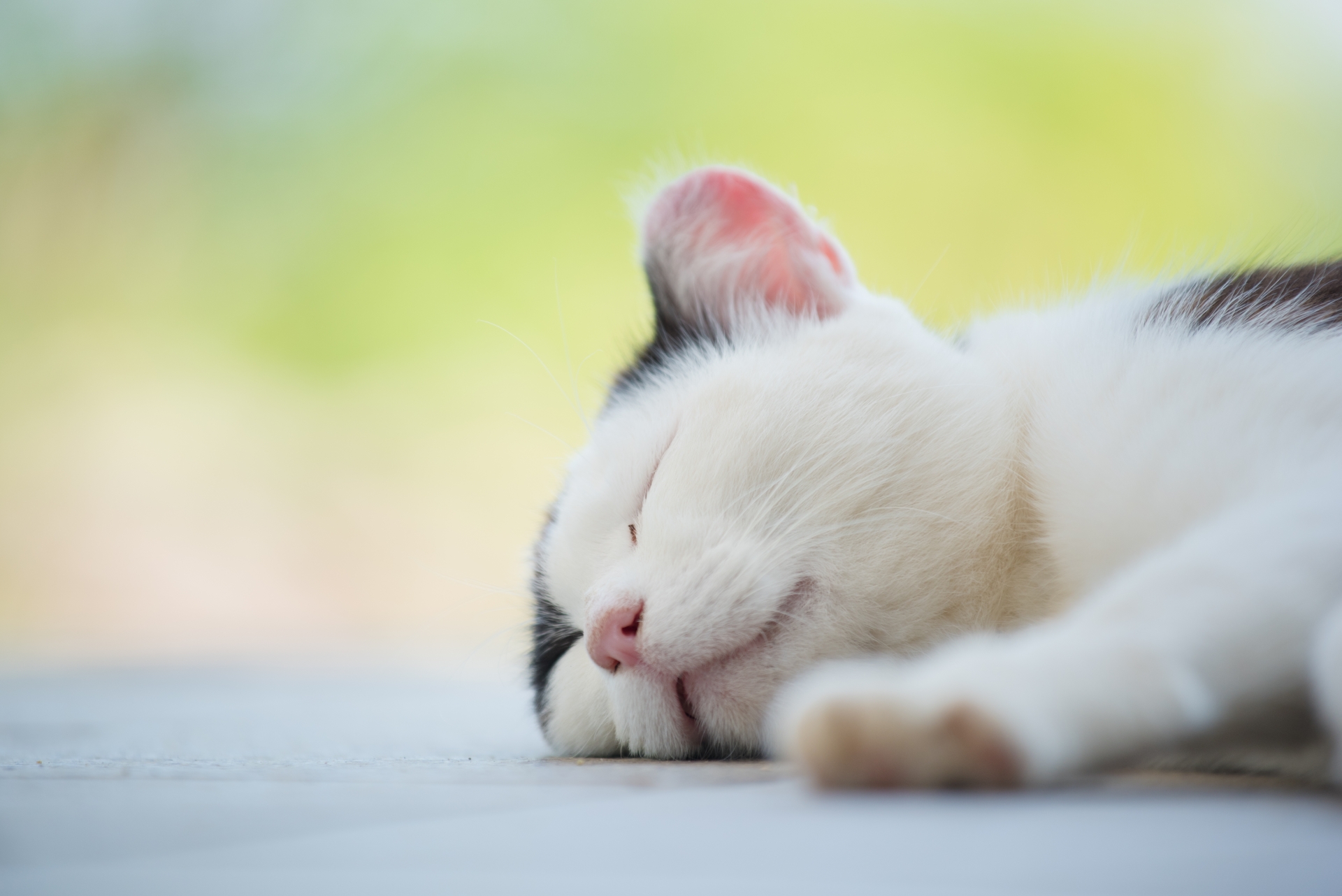 キャットセラピー、猫のいやし効果は絶大。