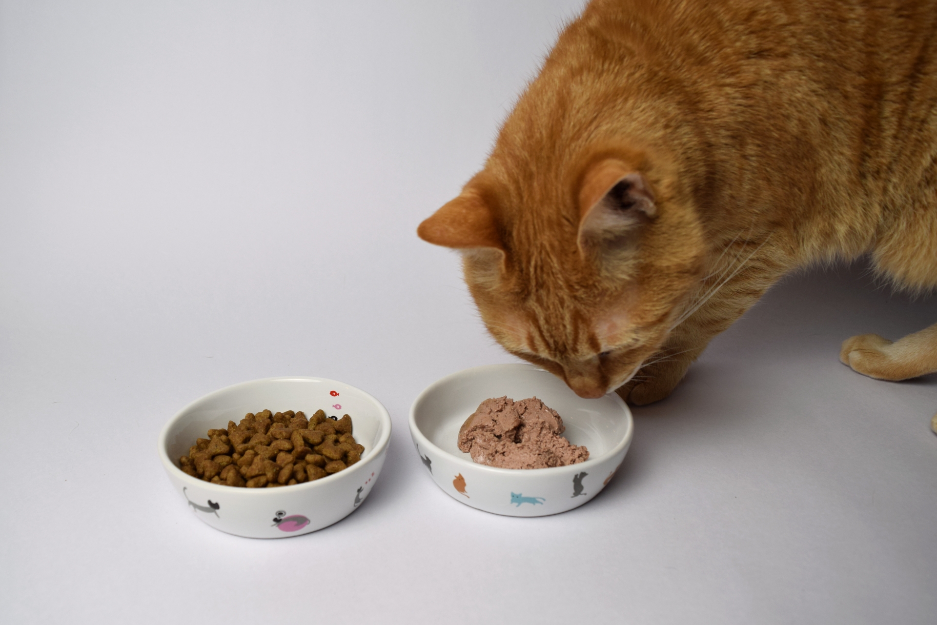 猫の食の習性を知って、フードのあげ方を見直そう！