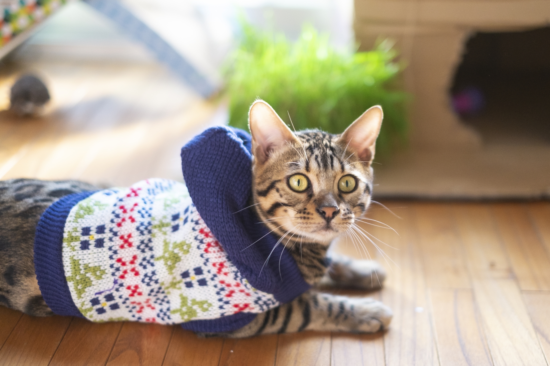 猫に洋服ってどうなの？メリット・デメリットと注意点