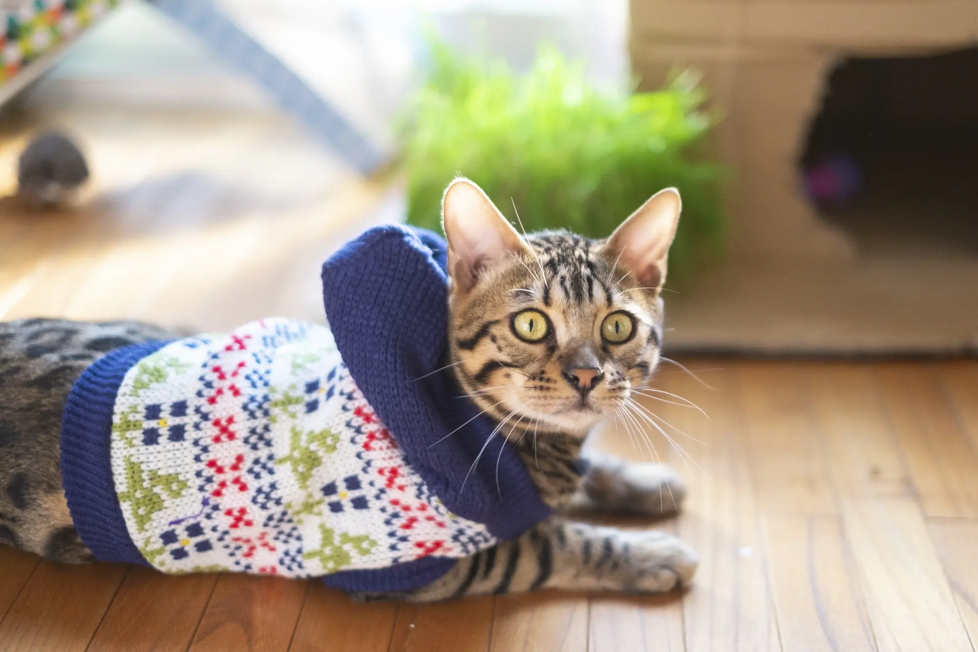 猫に洋服ってどうなの?メリット・デメリットと注意点|ペットdeペット