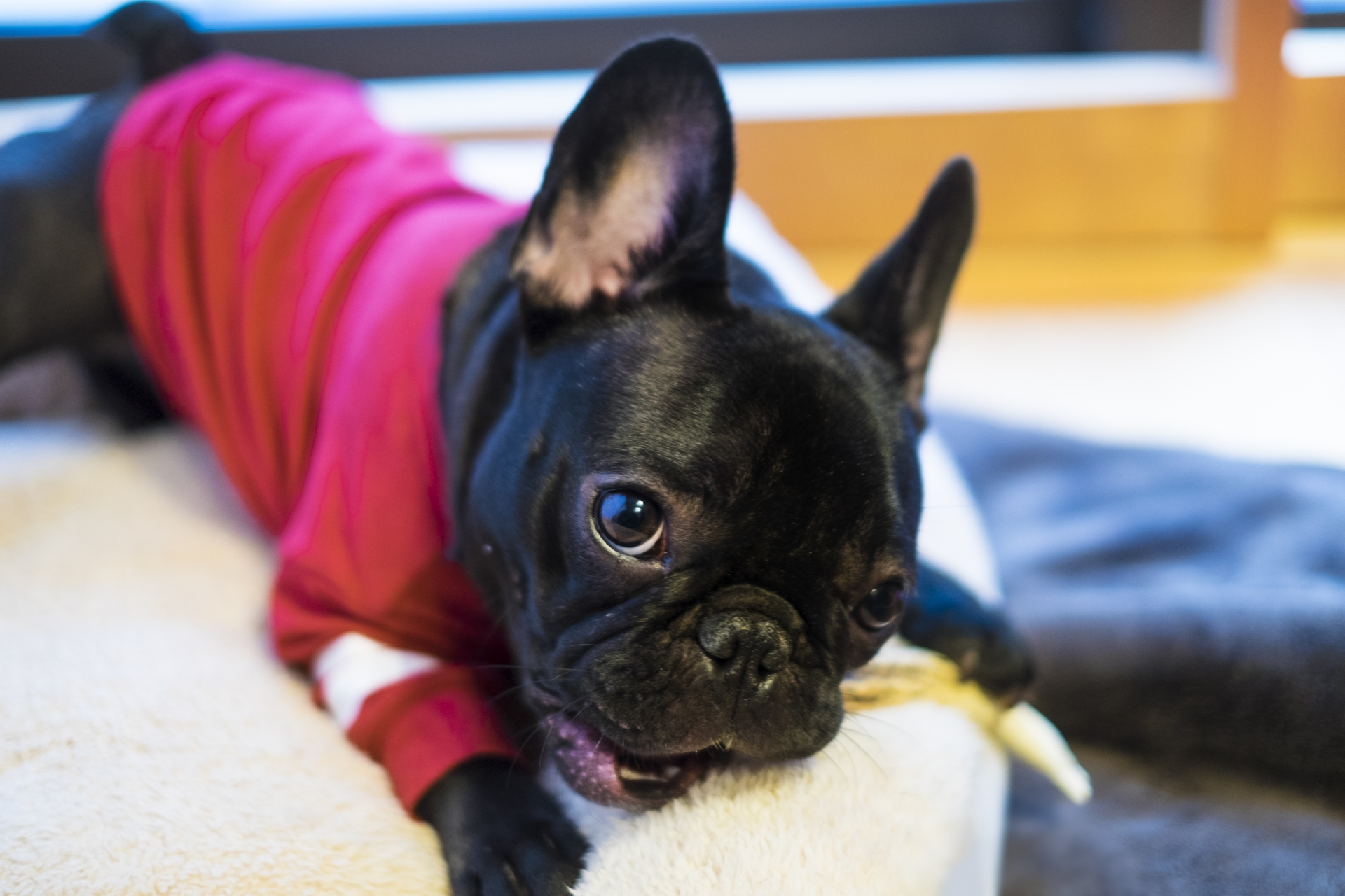 犬に洋服を着せるメリットと注意点とは?