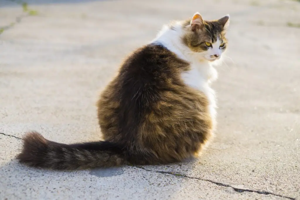 愛猫の肥満を放置しないで 無理なく適正体型に近付けるダイエット方法 ペットdeペット