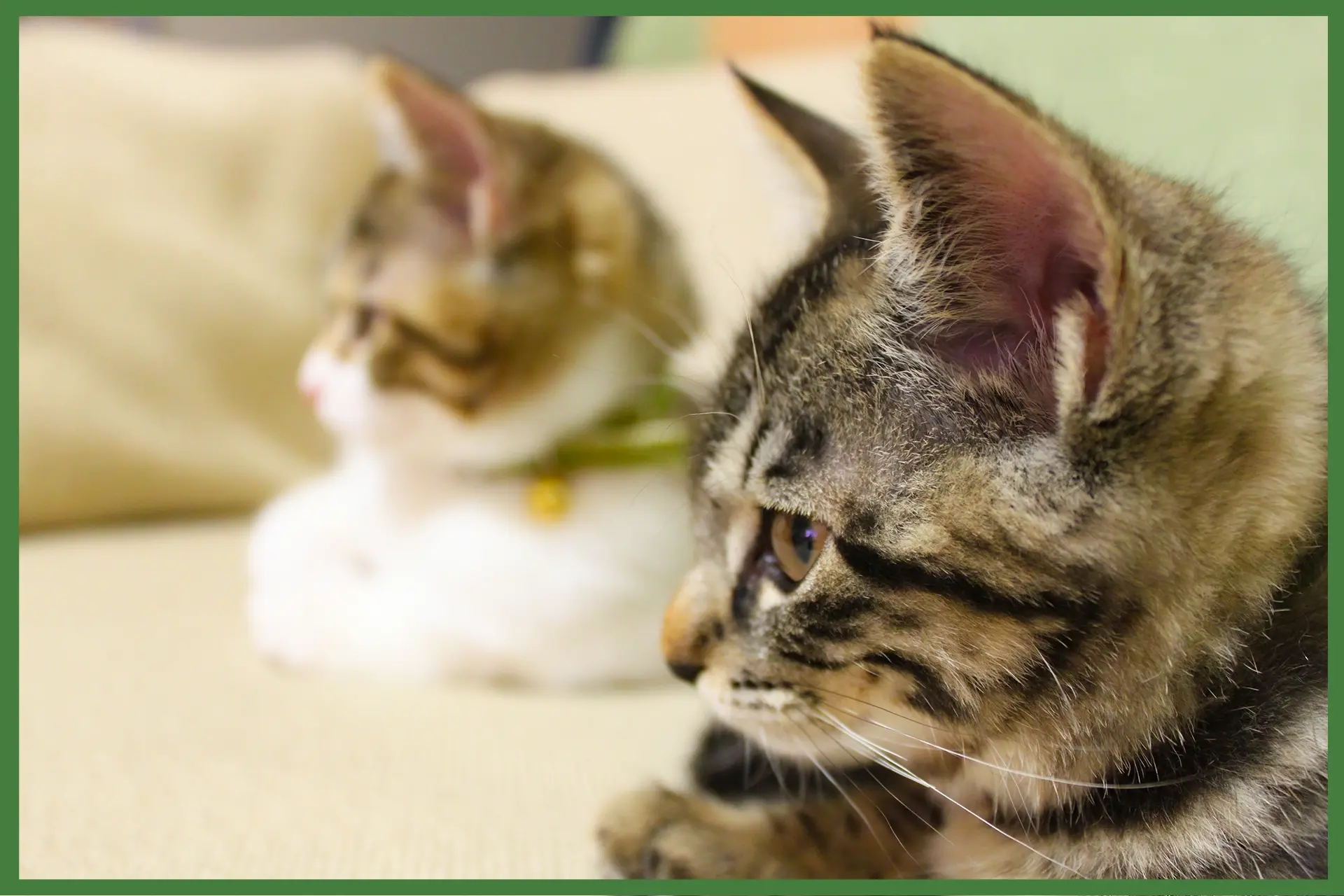 はじめて猫を飼うなら2匹がいいって本当？2匹飼いの良さと注意点