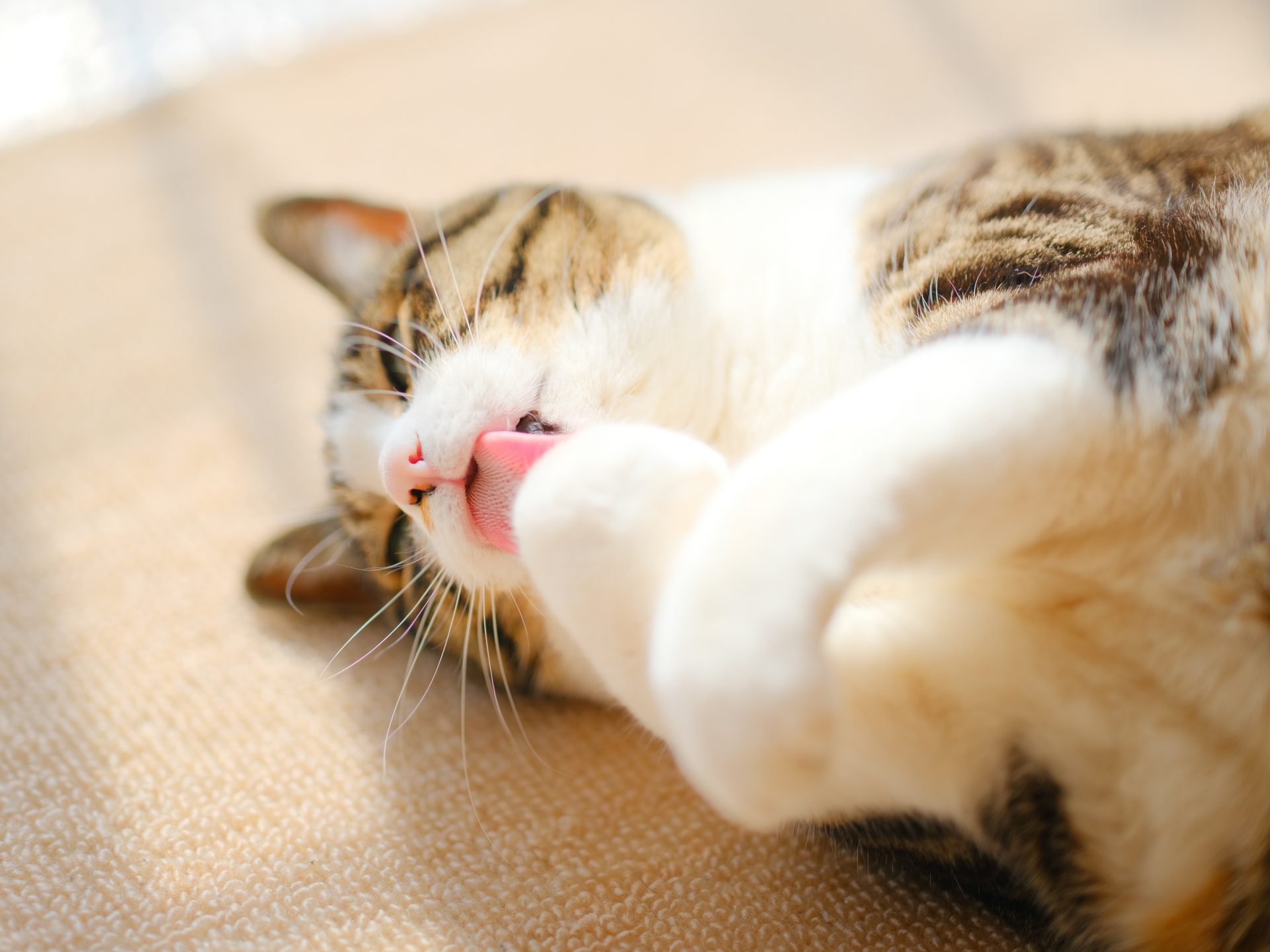 またたびってそもそも何だろう 猫とまたたびの驚くべき関係と与え方について ペットdeペット またたびってそもそも何だろう 猫とまたたびの驚くべき関係と与え方について ペットdeペット