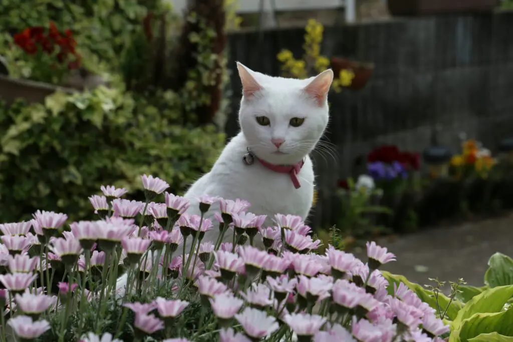 きれいな花には要注意 ペットに安全で安心な毎日を ペットdeペット