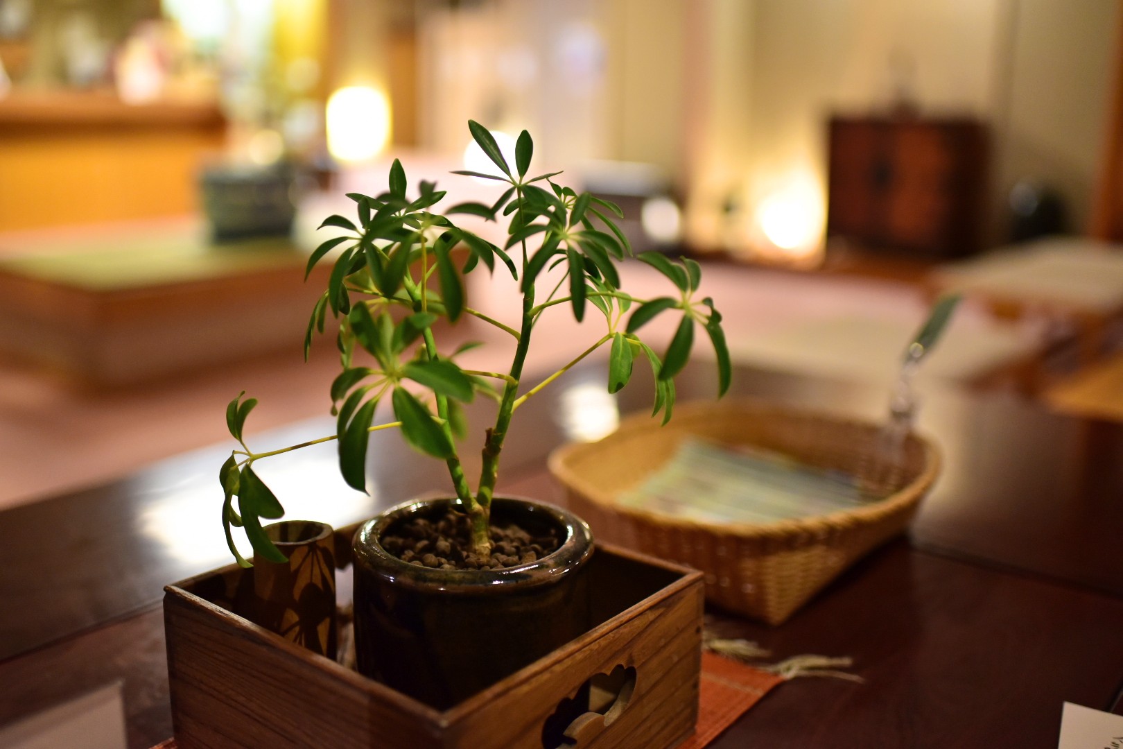 観葉植物を飾りたい飼い主さん必見！ペットにも安全な観葉植物で癒され生活！