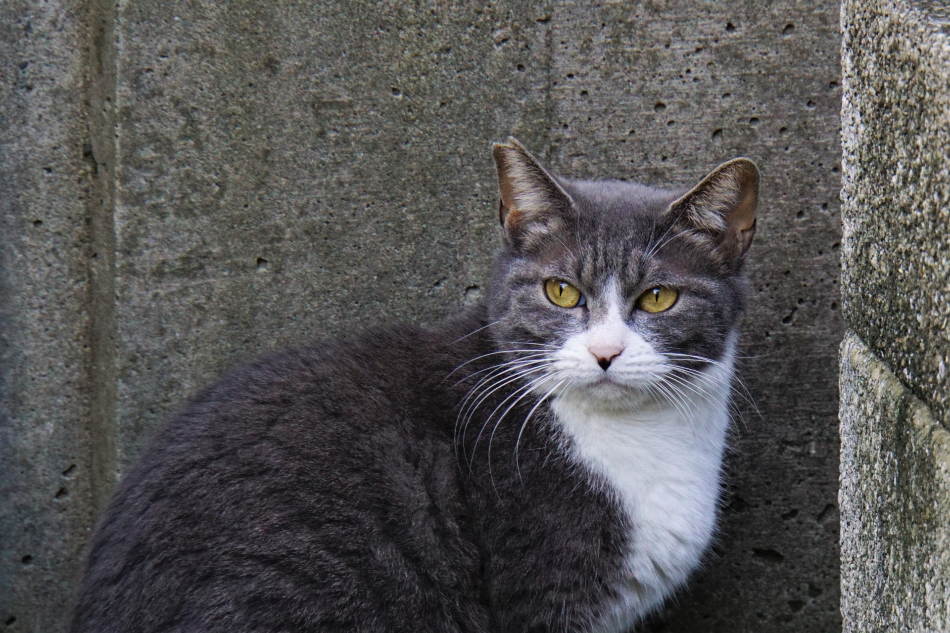 はじめて猫を飼うなら2匹がいいって本当？2匹飼いの良さと注意点 