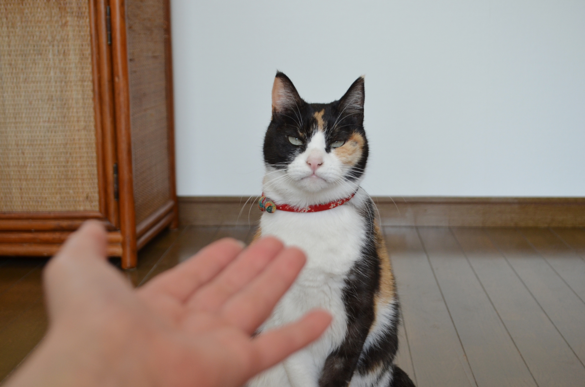猫に好かれる人になろう！コツを掴むとモテモテに。