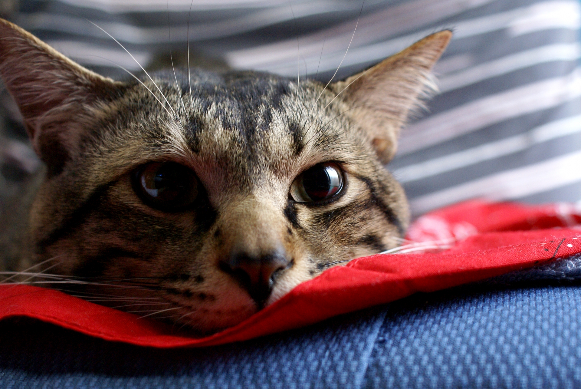 猫が布団でオシッコしてしまう時の解決方法【排せつ編】