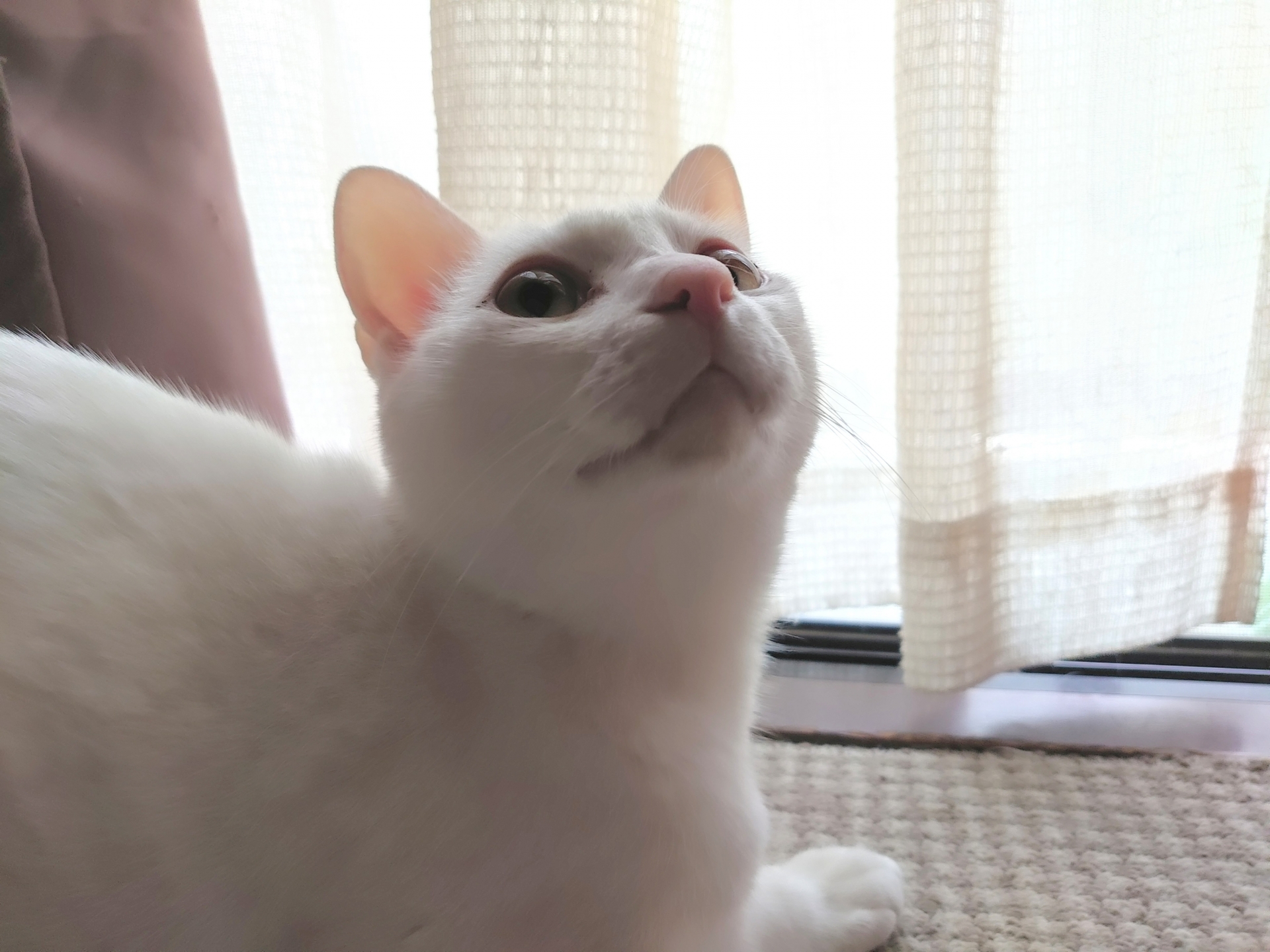 育猫ノイローゼとは 身近に悩んでいる人がいたら必ず助けよう 前編 ペットdeペット