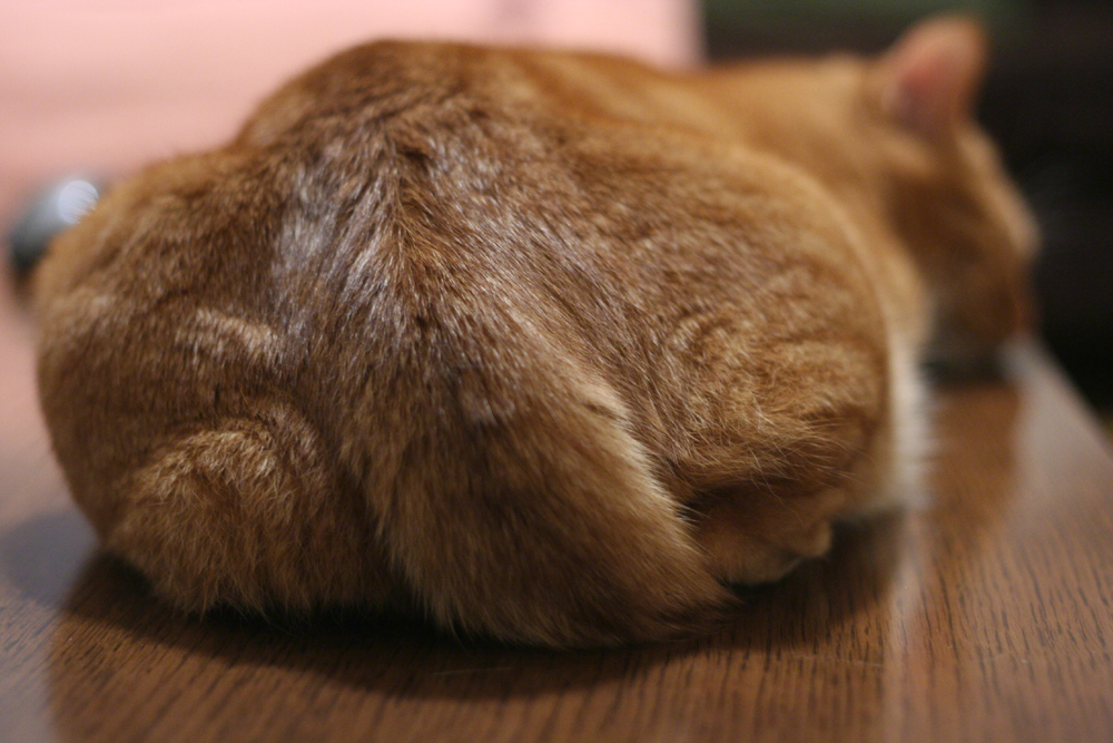猫が高齢になったら暮らしはどう変わる？