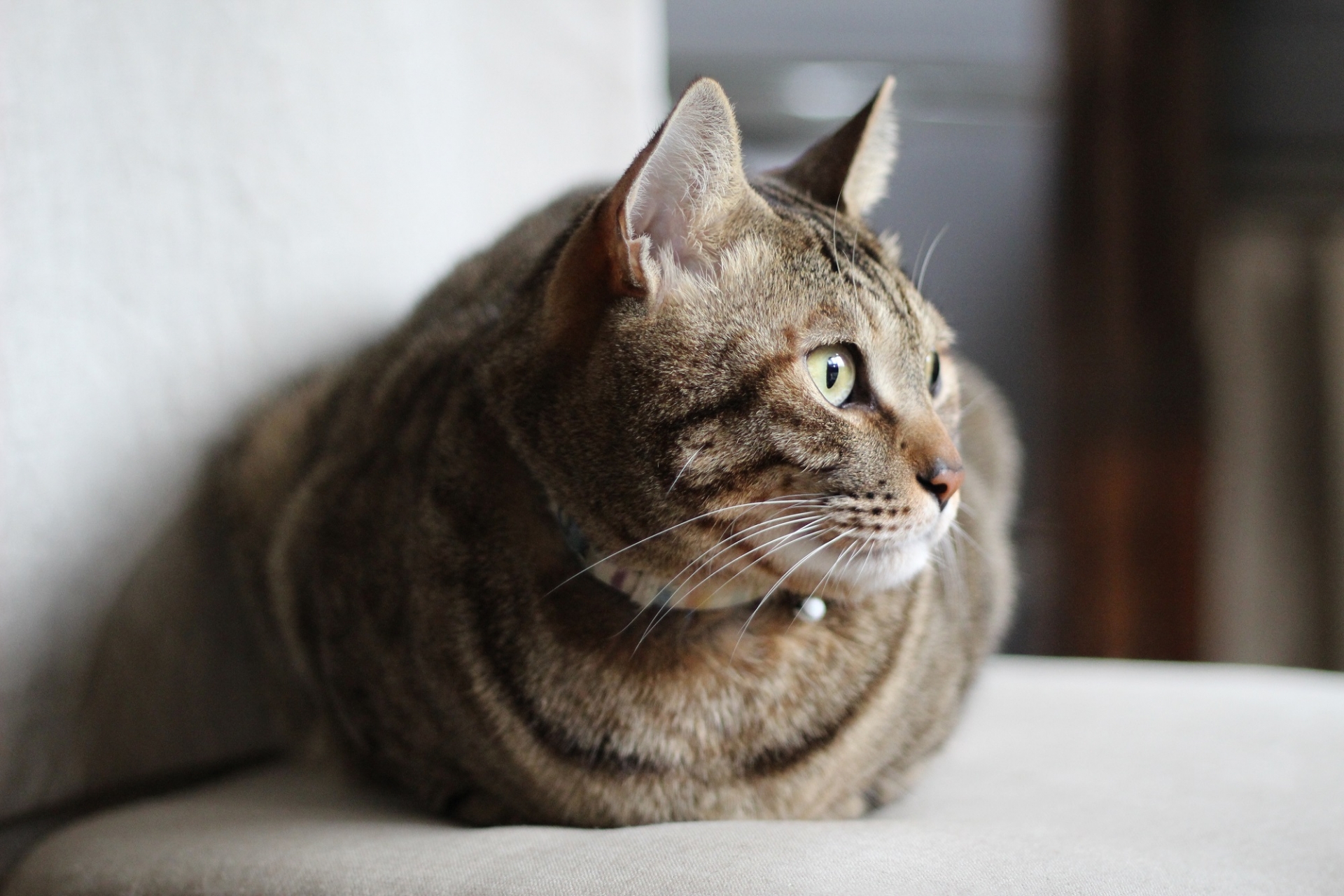 猫の香箱座り、あなたはどこまで知っている？