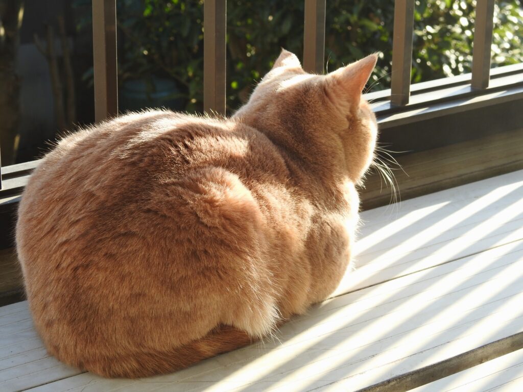 猫の香箱座り あなたはどこまで知っている ペットdeペット