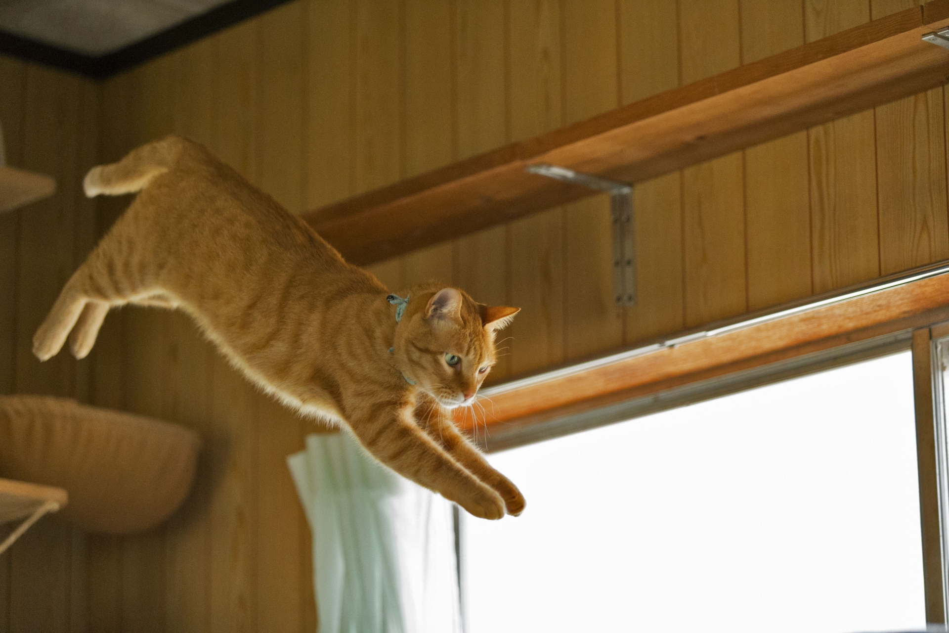 おまとめ中　ジャンピング猫温度で色変化 シャム猫の色は『温度』で変わる？！猫の毛色にまつわるトリビア