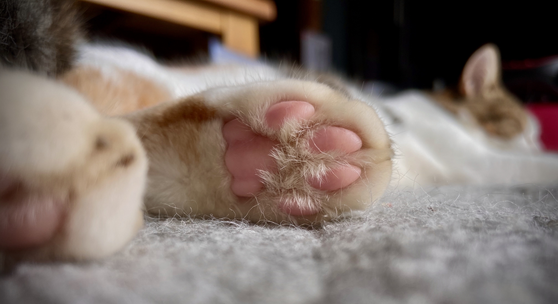 可愛いだけ?いいえ、猫の肉球にはたくさんの役割があるんです!