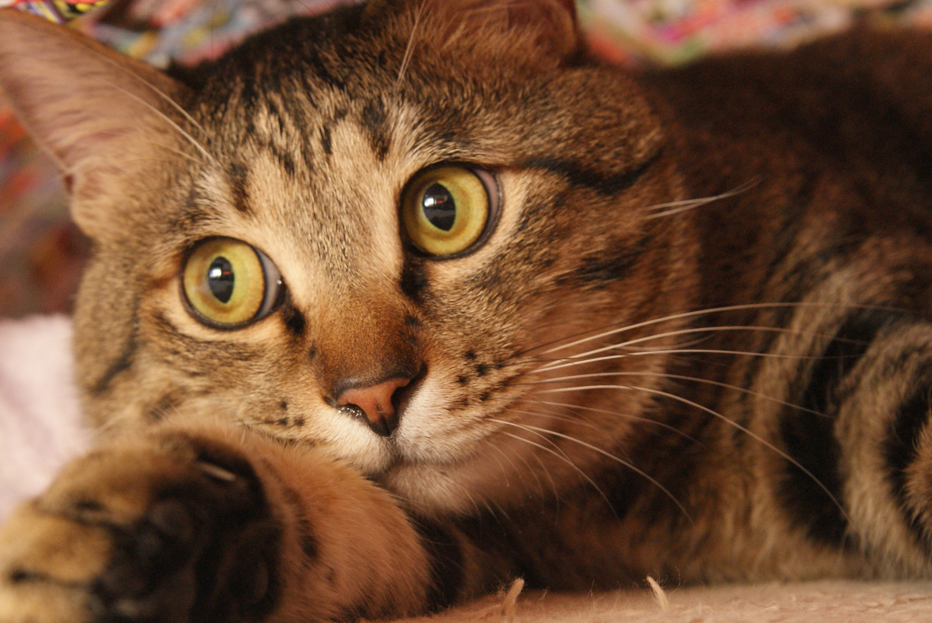 5日でなんと7400万！東大に寄付が殺到。開発しているのは猫の治療薬？！