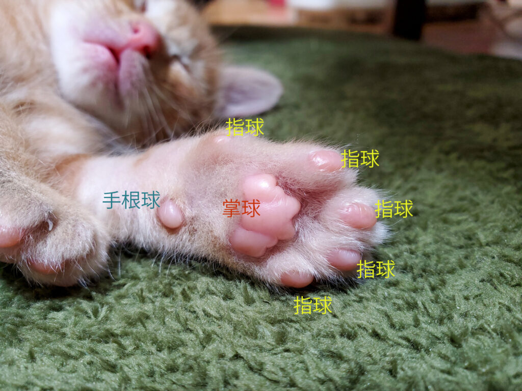 可愛いだけ？いいえ、猫の肉球にはたくさんの役割があるんです
