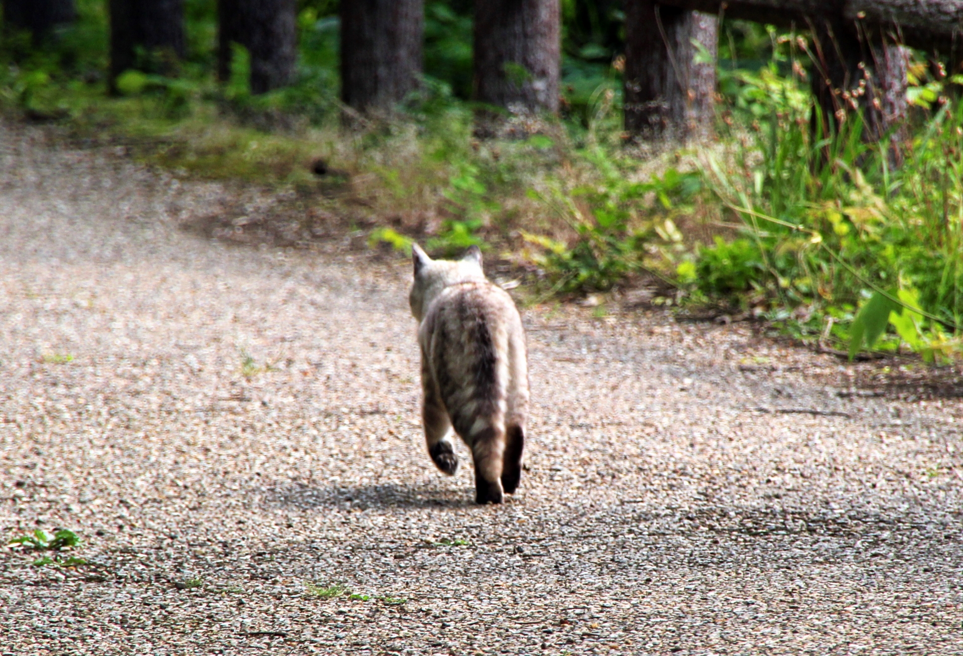 猫が脱走しちゃった!捜索の仕方と、普段から意識したいこと。